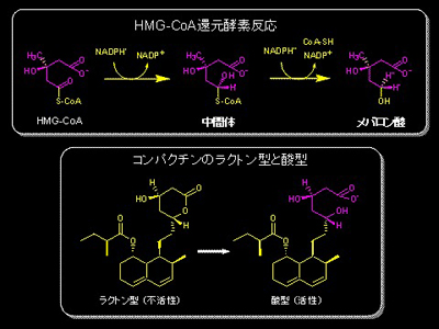 HMG-CoA還元酵素反応