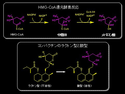 HMG-CoAҌyf